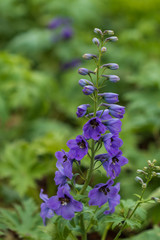 Larkspur, purple flower, close-up
