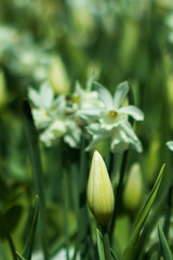 White tulip bud with daffodils in background