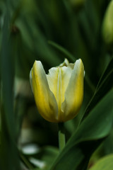 Naklejka premium Yellow tulip on green background