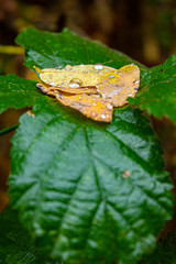 Folgie dorate morte in autunno