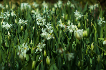 White tulips and white daffodils