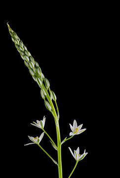 fiori di ornithogalum pyramidale