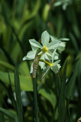 Obraz premium Daffodil close-up