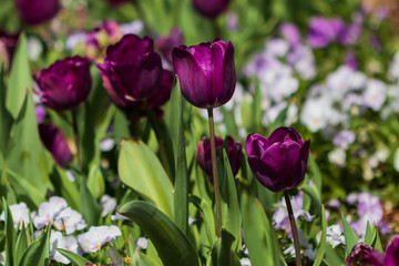 Obraz premium Purple tulips, close-up