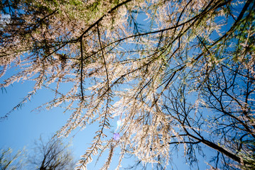 Tree in full bloom full of small white flowers with blue sky.