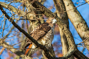 bird on branch