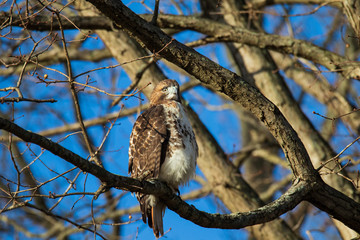 bird on branch