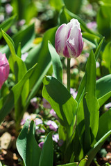 Fototapeta premium Purple with white tulips, close-up