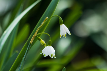 Snowdrops close-up