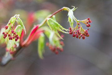 Laceleaf maple close-up