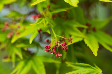 Japanese maple leaves close-up