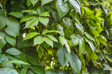 Fototapeta na wymiar Creeper ivy plant Wild grape as background. Covered with vine green leaves