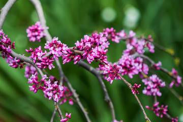 Obraz premium Cherry blossom buds, close-up