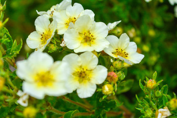 Blooming bush, green leaves, white flowers with yellow center blooming in garden