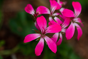 Pink Geranium flower close-up
