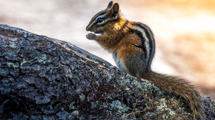 Wild Chipmunk Eating Nut