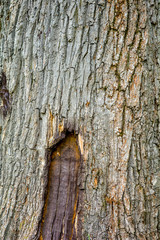 Texture of bark of ancient mighty oak tree trunk with moss and lichen