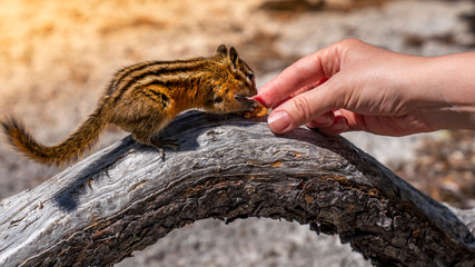 Wild Chipmunk Eating Nut