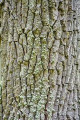 Texture of bark of ancient mighty oak tree trunk with moss and lichen