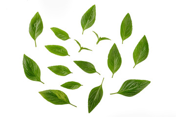 Top view, Fresh basil leaves isolated on white background.