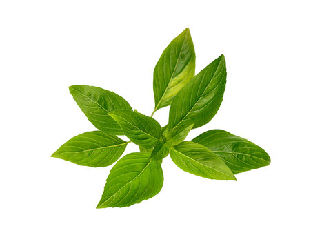 Fresh Basil leaves isolated on white background.