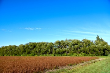 Obraz premium A field of soybeans is ready to harvest in rural Manitoba