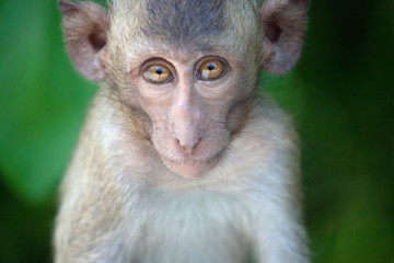可愛いサル