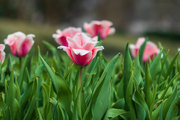 Purple with white tulips, close-up