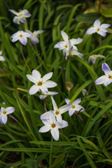 Bluets Wildflower Close-up