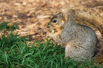 Naklejka na ściany i meble Squirrel sitting in grass eating