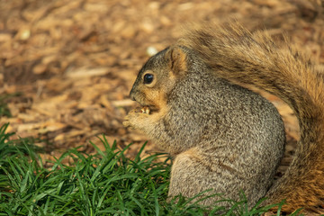 Naklejka na ściany i meble Squirrel sitting in grass eating