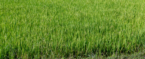 Rice farm green Paddy Fields Vietnam