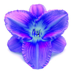 Flower blue day lily beautiful delicate isolated on white background with clipping path. Nature, macro. Spring concept. Stamen and pistil. Floral pattern, object. Flat lay, top view