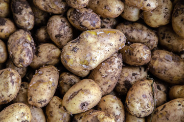 Potato organic background