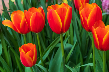 Red with yellow tulips, close-up