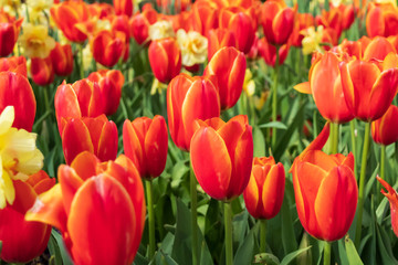 Red with yellow tulips, close-up