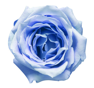 Light Blue Flower Rose Isolated On A White Background. Macro, Flora, For Design. Flowerhead