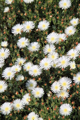 Chrysanthèmes