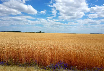 Golden wheat field on a background of clouds and blue sky