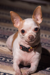 The Chihuahua #4