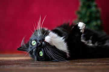 Fototapeta na wymiar Christmas kitty, tuxedo colored cat laying on wood table with Christmas tree and red background