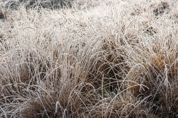 Graeser mit Rauhreif