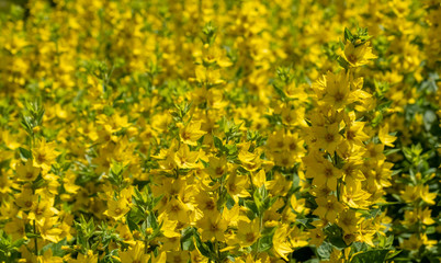 Goldfelberich (Lysimachia punctata)