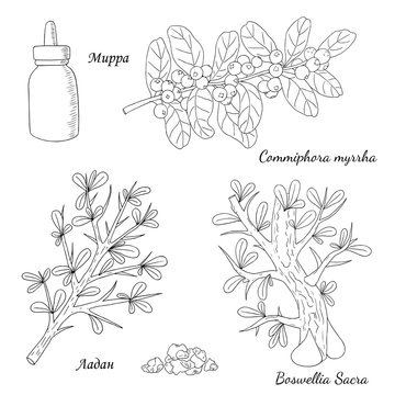 Vector illustration of  Commiphora myrrha and Boswellia Sacra-01