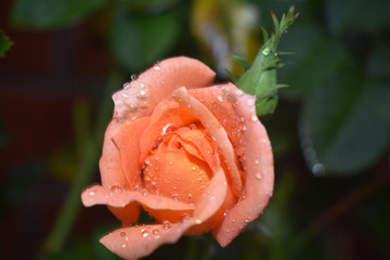 pink rose with water drops