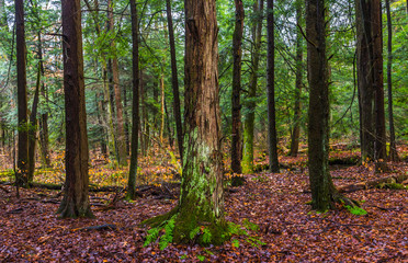 Obraz premium forest scene in late autumn 