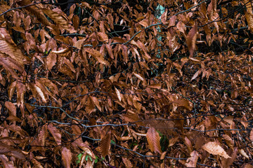 late autumn leaves background 