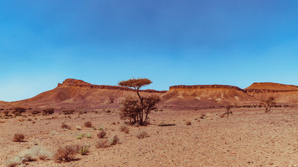 Fototapeta na wymiar View on the moroccan desert, drying, desertification, isolated tree