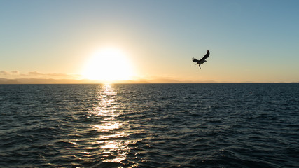 Fototapeta na wymiar Sea eagle flying over the sea at sunset time