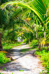Sandy path through green jungle on tropical island, Panama